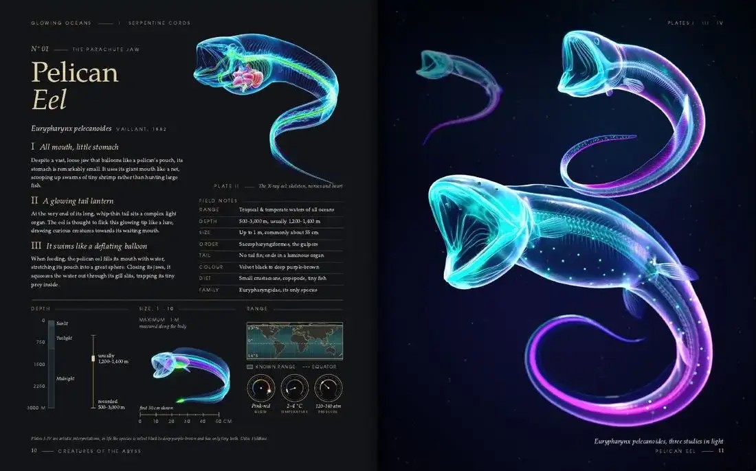 Pelican Eel: two pages of Glowing Oceans